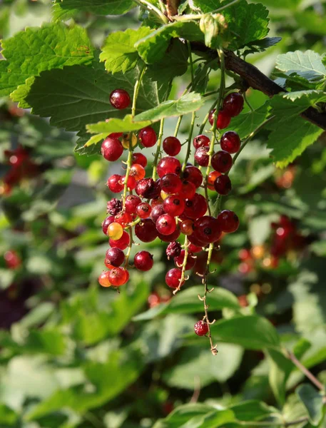 Red Ripe Fruits Ribes Warszewiczii — Stock Photo, Image