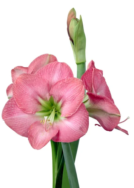 Roze Bloem Van Amaryllis Ingegoten Plant Close — Stockfoto