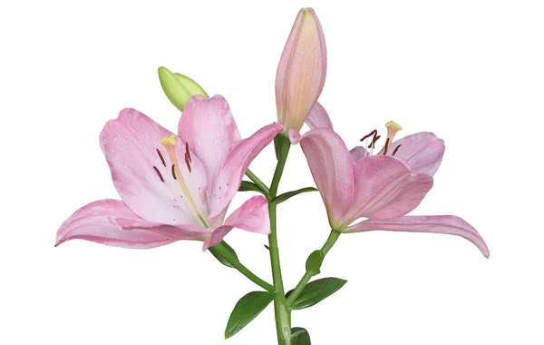 Rosa Lily Flower Närbild — Stockfoto