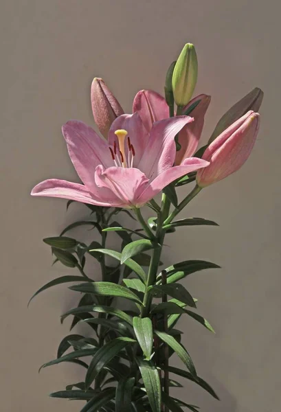 Pink Lily Flower Close — Stock Photo, Image