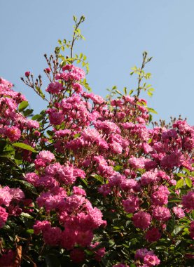 Bahçede açan pembe gül