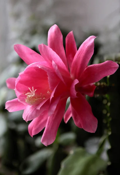 Całkiem Różowy Kwiat Epifilum Kaktus Roślin — Zdjęcie stockowe