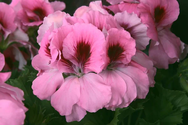 sardunya saksı bitkisinin pembe ve kırmızı çiçekleri