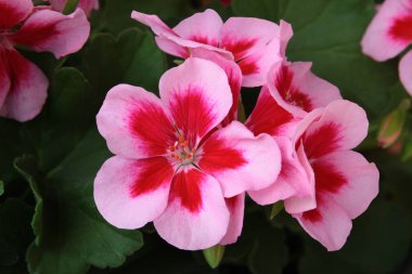 Sardunya kırmızı ve pembe çiçek bitki saksı