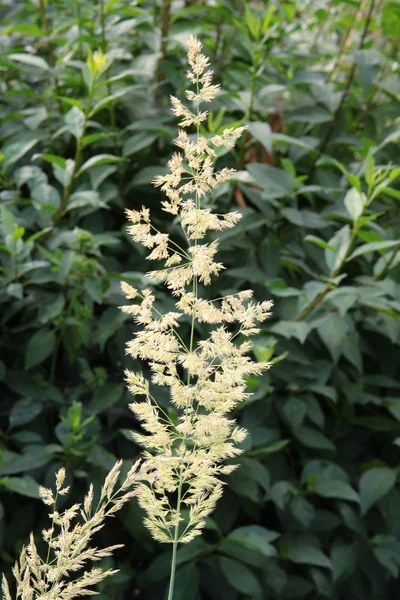 Grama Longa Calamogrostis Epigeios Perto — Fotografia de Stock