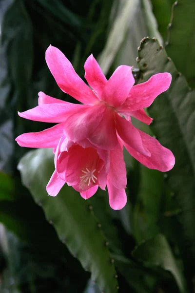 Hübsche Rosa Blume Der Epifilum Kaktuspflanze — Stockfoto