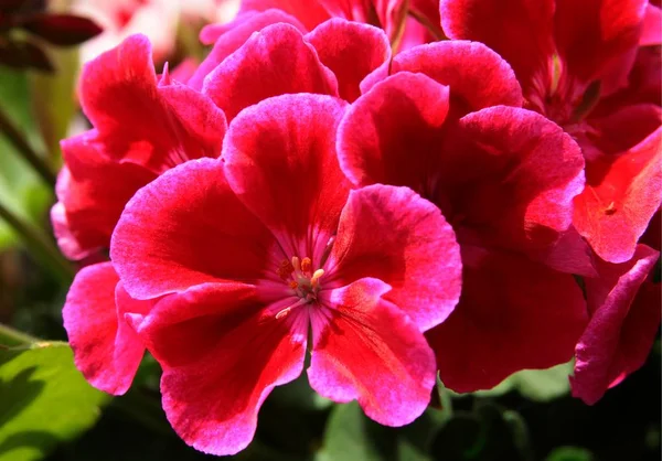 Flores Vermelhas Rosa Planta Envasada Gerânio — Fotografia de Stock