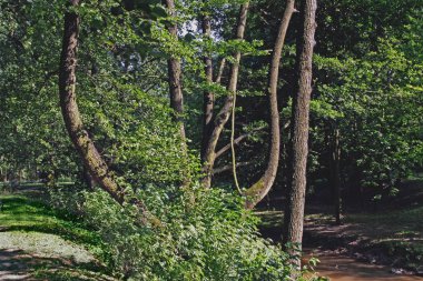 park manzara güzel ağaçlar