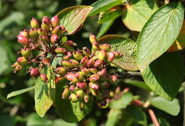 Frutos Rojos Del Arbusto Viburnum Lantana —  Fotos de Stock