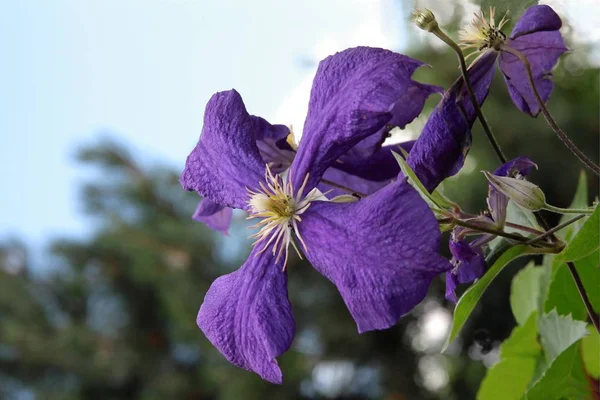 Lila Flower Clematis Climbing Plant — Stock Photo, Image