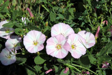 kvolvulus arvensis bitkinin beyaz ve pembe çiçekleri