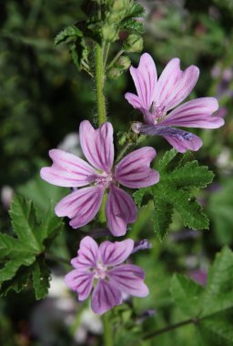 yabani malva ot lila çiçekleri yakın