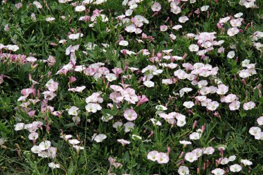 kvolvulus arvensis bitkinin beyaz ve pembe çiçekleri