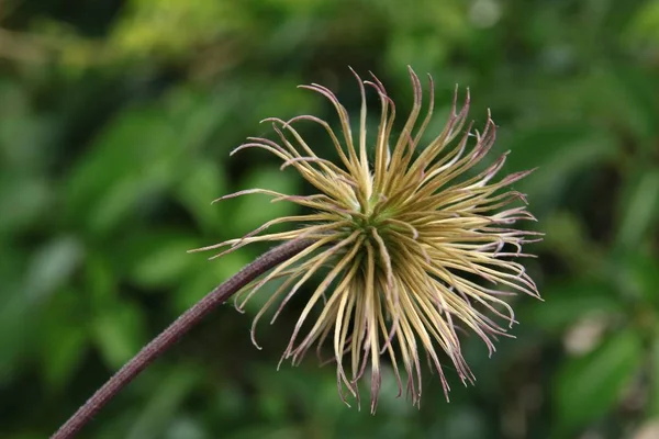 Droge Zaden Van Clematis Plant Close — Stockfoto