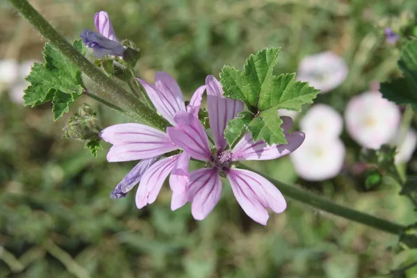 Lila Flores Malva Silvestre Hierba Cerca — Foto de Stock