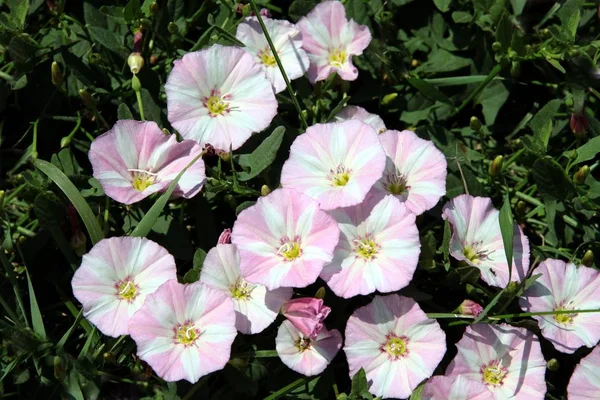 Flores Blancas Rosadas Convolvulus Arvensis Planta —  Fotos de Stock