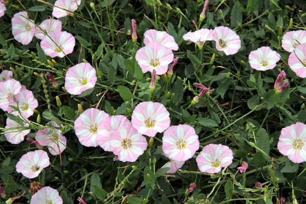 Kvolvulus Arvensis Bitkinin Beyaz Pembe Çiçekleri — Stok fotoğraf