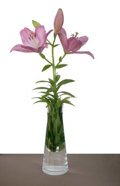 Zambak çiçeği pembe yakın çekim