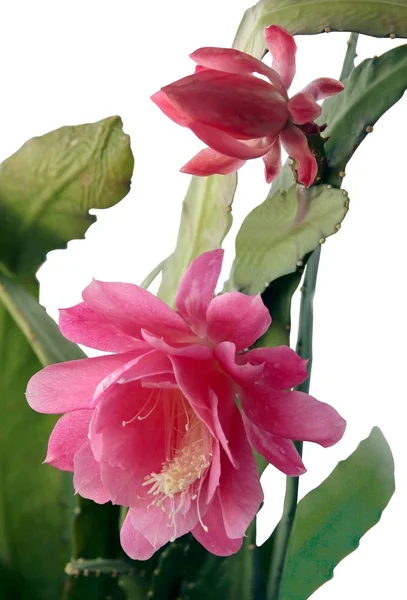 Fiori Rosa Bocciolo Pianta Epifilum Cactus — Foto Stock