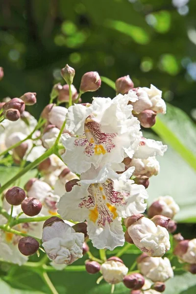 Drzewo Catalpa Ładnym Kwiatów — Zdjęcie stockowe