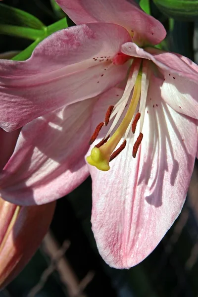 ユリのピンクの花のクローズ アップ — ストック写真