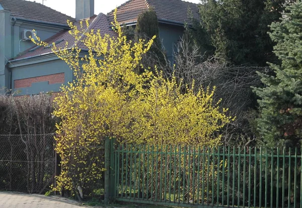 Желтые Цветы Кустарника Форсайт Весной — стоковое фото