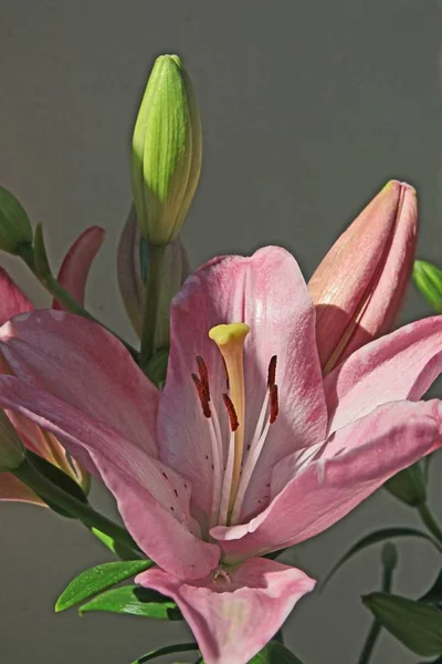 Růžový Květ Lilie Zblízka — Stock fotografie