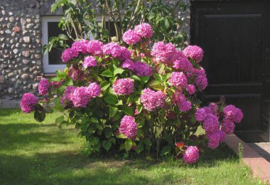 bir bahçede pembe ortanca çalı