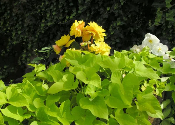 Κίτρινα Άνθη Του Φυτού Μπεσιάς Έναν Κήπο — Φωτογραφία Αρχείου