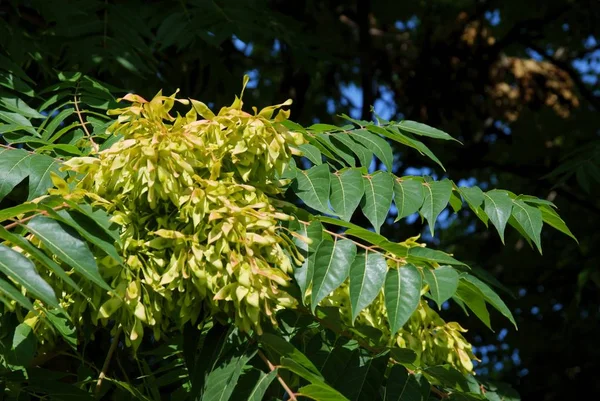 Ash Tree Seeds Close — Stock Photo, Image