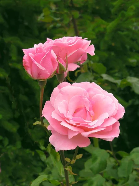 Mooie Roze Rozen Een Tuin — Stockfoto
