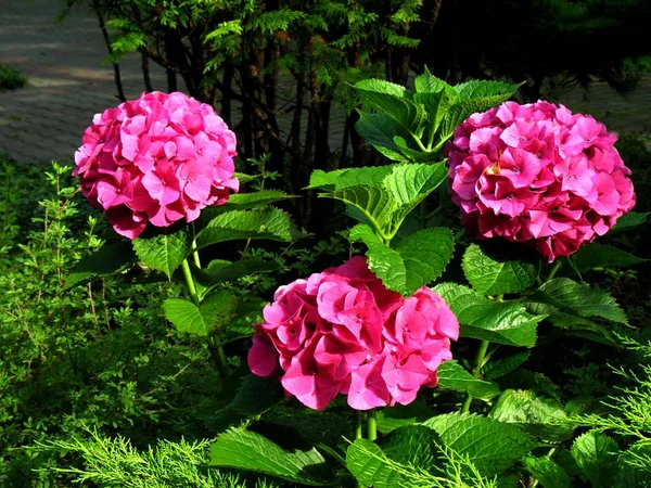 lila flowers of hydrangea  bush in a garden