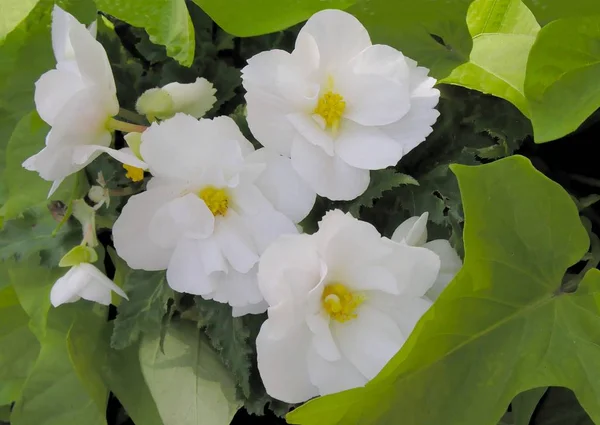 Vita Blommor Begonia Plant Flower Säng — Stockfoto