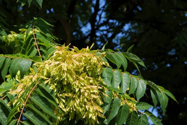 Ash Tree Seeds Close — Stock Photo, Image