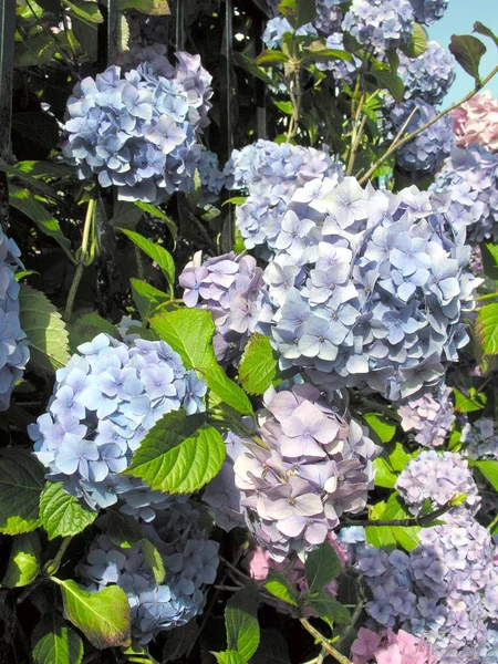 Flores Multicolores Hortensias Jardín —  Fotos de Stock