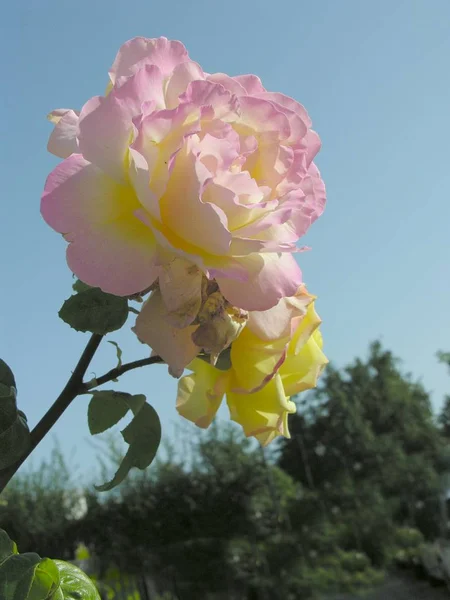 Rosa Rosor Trädgård Nära Håll — Stockfoto