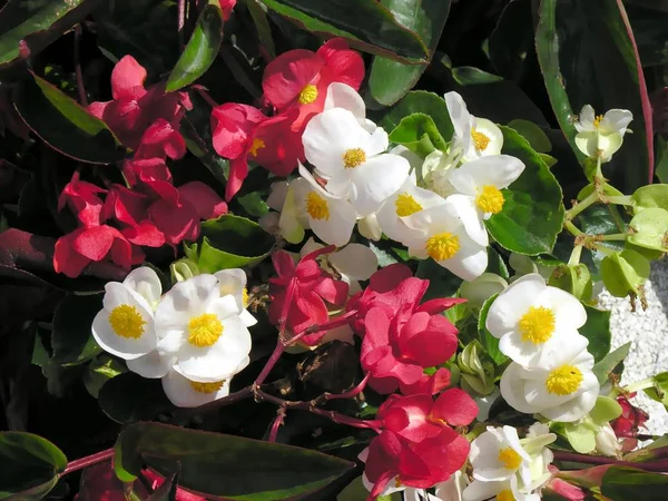 Witte Rode Preetty Bloemen Van Begonia — Stockfoto