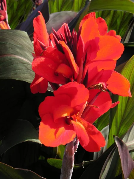 Rote Blüten Der Canna Pflanze Aus Nächster Nähe — Stockfoto