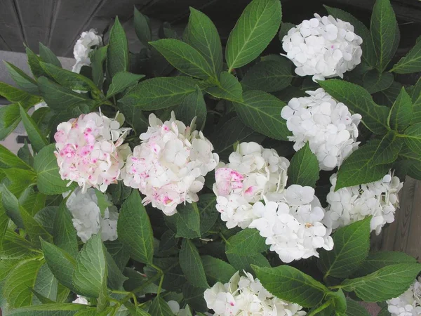 white flowers of hydrangea bush