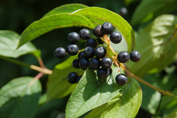 Búzacsutka Fekete Gyümölcse Ősszel Közelkép — Stock Fotó