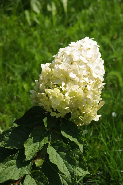 Fleurs Blanches Buisson Hortensia — Photo