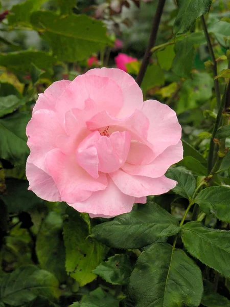 Hübsche Rosa Rose Aus Nächster Nähe — Stockfoto