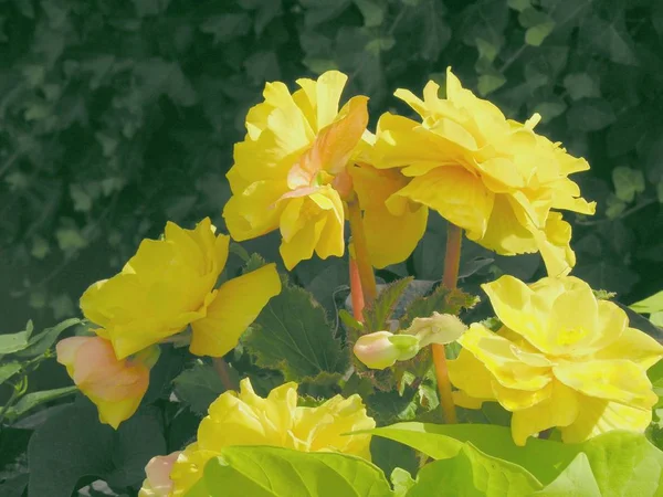 Fiori Gialli Della Pianta Begonia Vicino — Foto Stock