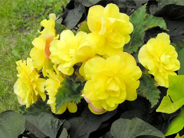 Flores Amarelas Fábrica Begônia Perto — Fotografia de Stock