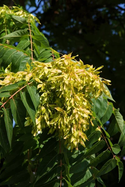 tohum ile kül ağacı yakın