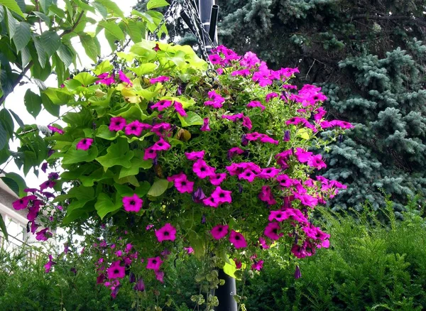 Fioletowe Kwiaty Petunia Jako Dekoracja Miasta — Zdjęcie stockowe