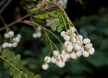 sorbus Koehnea beyaz çilek kümeleri