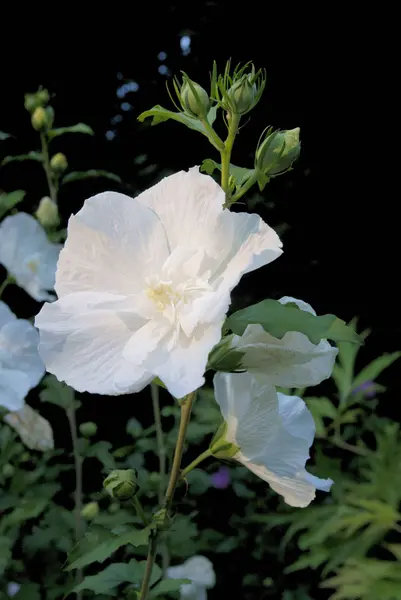 White Flowers Hibiscus Syriacus Close — Stock Photo, Image