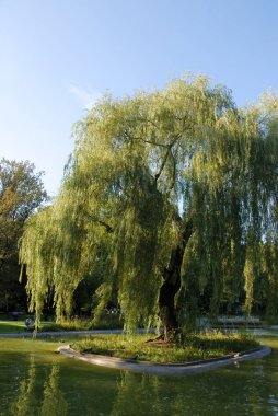 parkta söğüt ağacı ve gölet