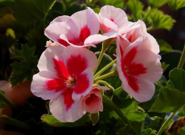 Sardunya saksı bitkisinin pembe ve kırmızı çiçekleri